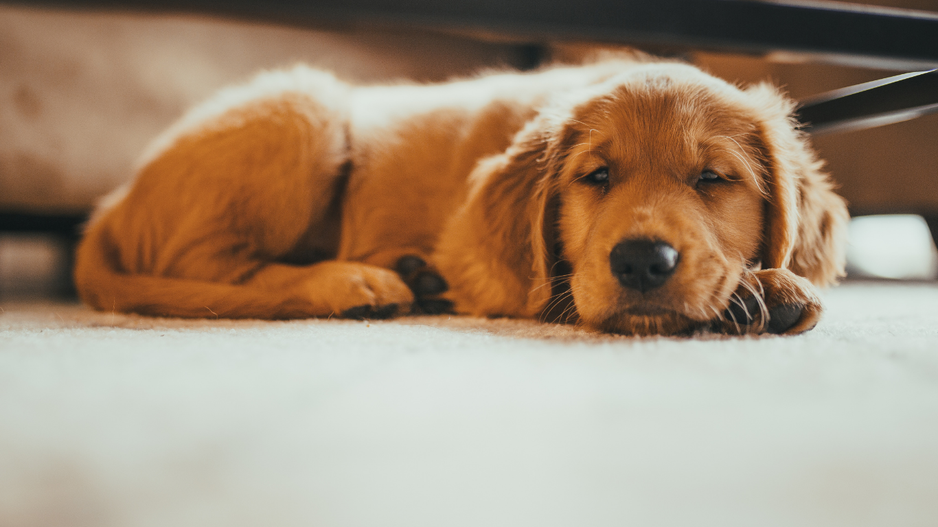 Dog with diskospondylitis