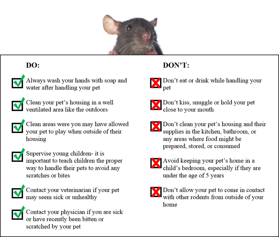 Rodent Chart